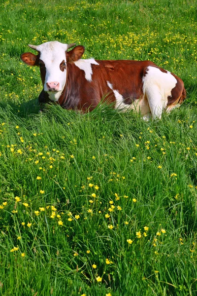 Kalven Fäbod — Stockfoto