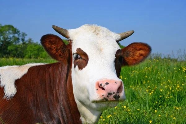 Calf Summer Pasture — Stock Photo, Image