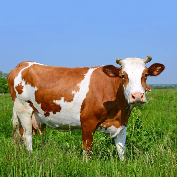 Cow Summer Pasture — Stock Photo, Image