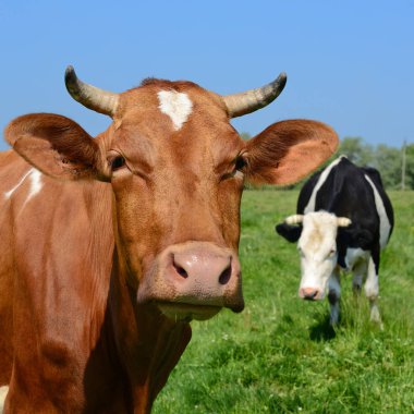 Yaz otlağında inekler