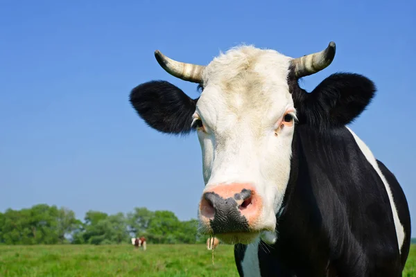 Vache Dans Pâturage Été — Photo