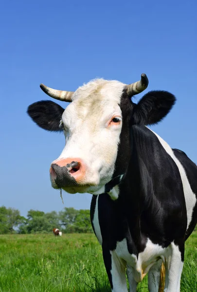 Tête Vache Contre Ciel — Photo