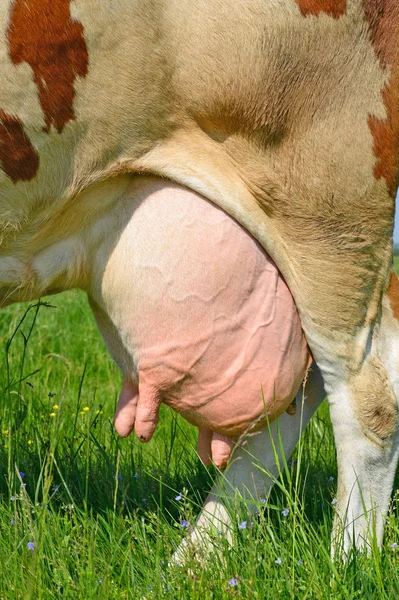 Udder Una Giovane Mucca — Foto Stock