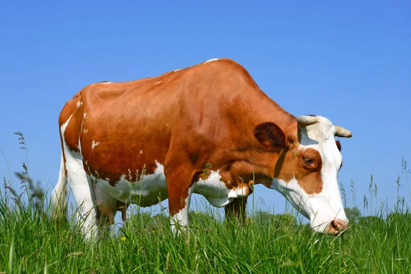 Kuh Auf Einer Sommerweide — Stockfoto