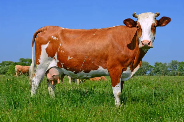 Vache Dans Pâturage Été — Photo