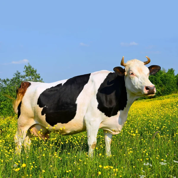 Koe Een Zomerweide — Stockfoto