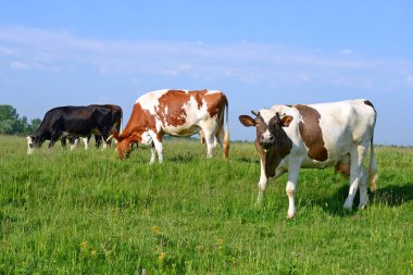 Yaz otlağında inekler