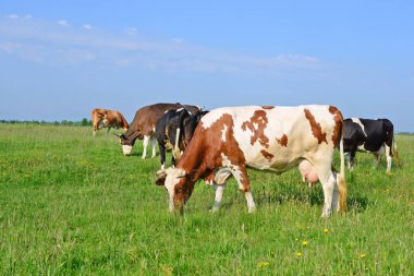 Yaz otlağında inekler