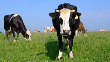 Yaz otlağında inekler