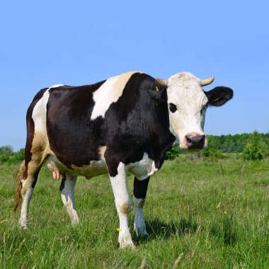 Yaz otlağında inekler