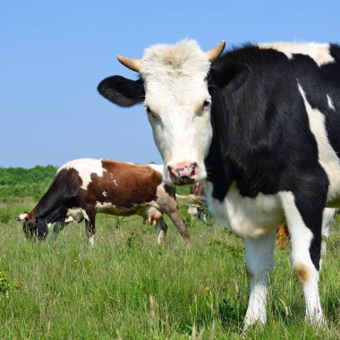 Yaz otlağında inekler