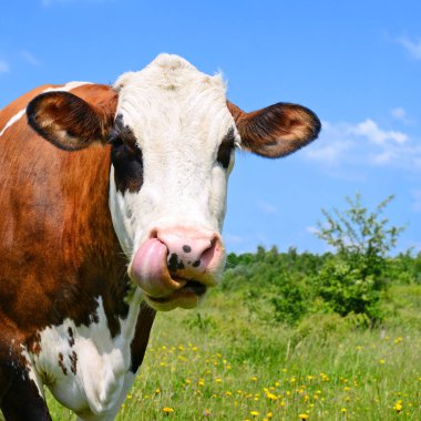 Yaz otlağında inek