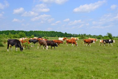 Yaz otlağında inekler