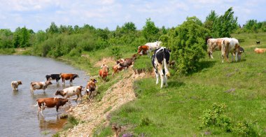 İnekler bir sulama yere