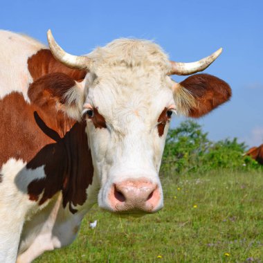 Yaz otlağında inek