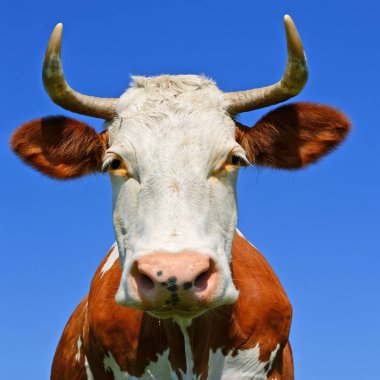 gökyüzü bir inek başkanı