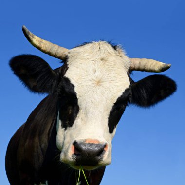 gökyüzü bir inek başkanı