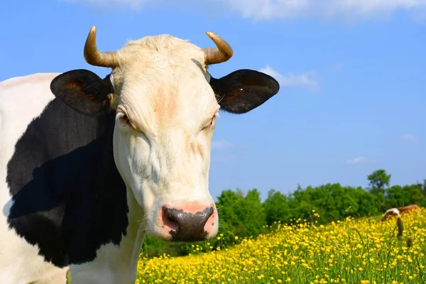 Koe Een Zomerweide — Stockfoto