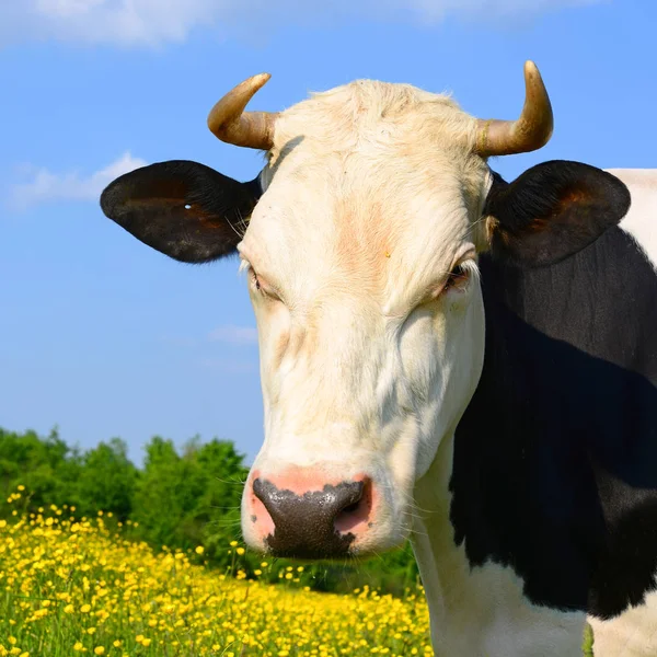 Vaca Pasto Verão — Fotografia de Stock