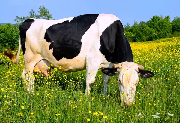 Cow Summer Pasture — Stock Photo, Image