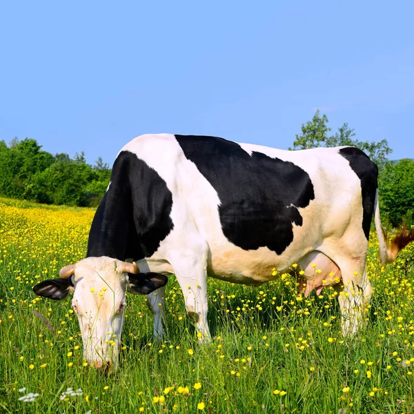 Koe Een Zomerweide — Stockfoto