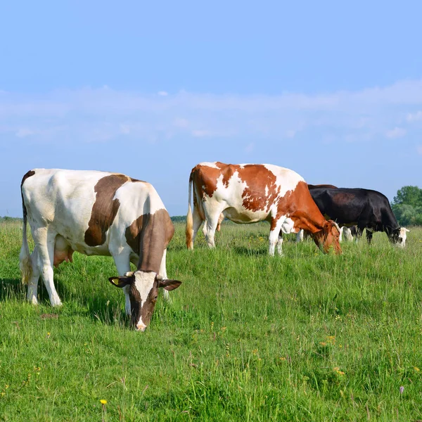 Krowy Letnich Pastwiskach — Zdjęcie stockowe