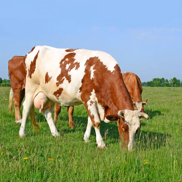 Las Vacas Pasto Verano —  Fotos de Stock