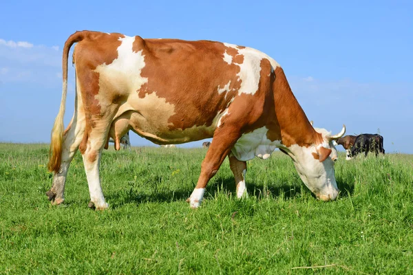 Vaches Sur Pâturage Été — Photo