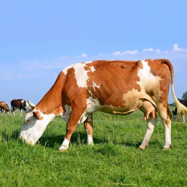 Tehenek Nyári Legelőn — Stock Fotó