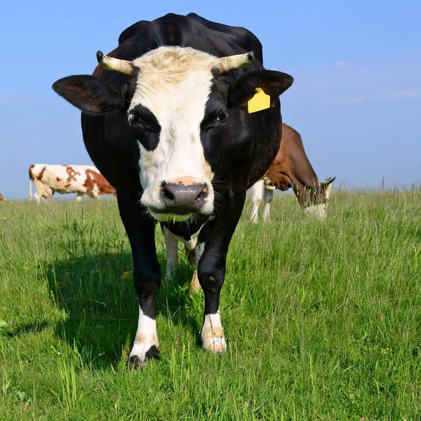 Vaches Sur Pâturage Été — Photo