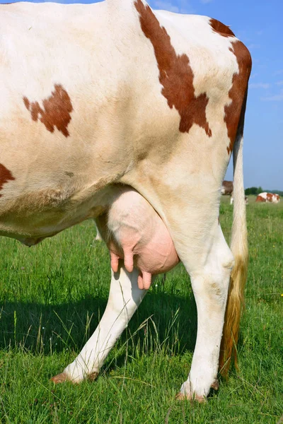 Udder Una Vaca Joven —  Fotos de Stock