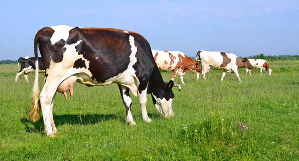 Vacas Pasto Verão — Fotografia de Stock