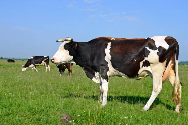 Vaches Sur Pâturage Été — Photo