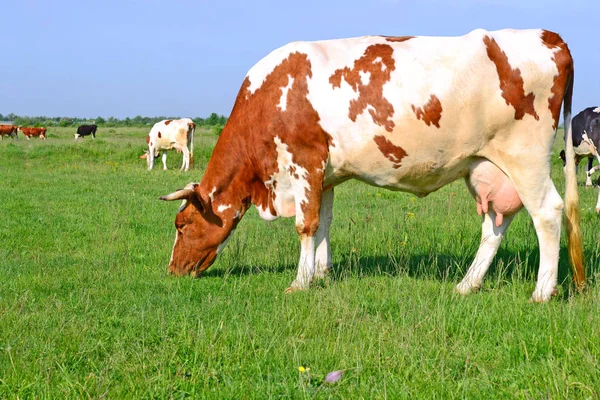 Cows Summer Pasture — Stock Photo, Image