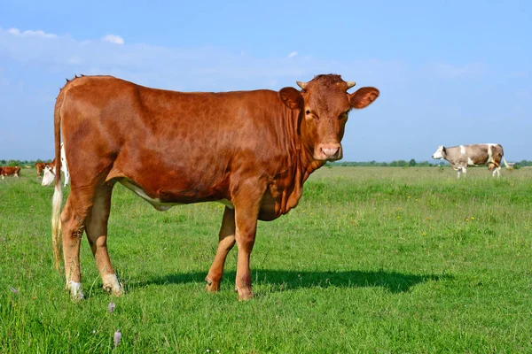 Vacas Pasto Verão — Fotografia de Stock