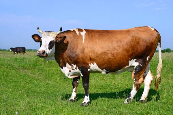 Koeien Een Zomerweide — Stockfoto