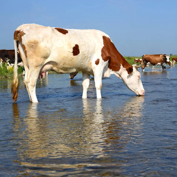 Корови Водяному Місці — стокове фото