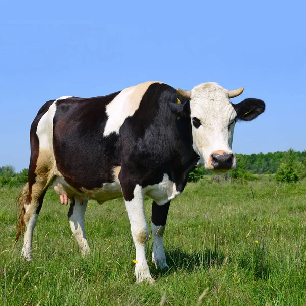 Vaches Sur Pâturage Été — Photo