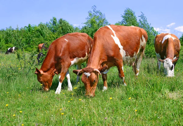 Vaches Sur Pâturage Été — Photo