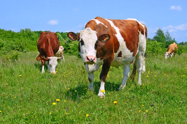 Vacas Pasto Verão — Fotografia de Stock