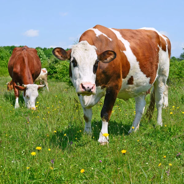 Vacas Pasto Verão — Fotografia de Stock