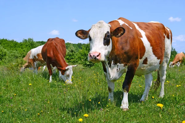 Koeien Een Zomerweide — Stockfoto