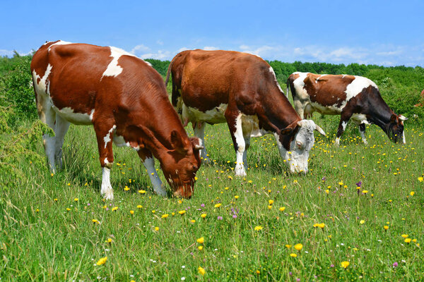 Cows  on a summer pasture