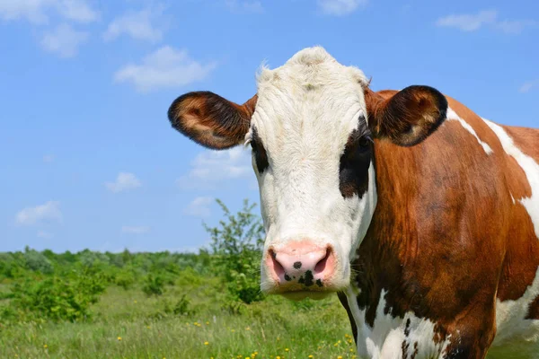 Vaca Pasto Verão — Fotografia de Stock