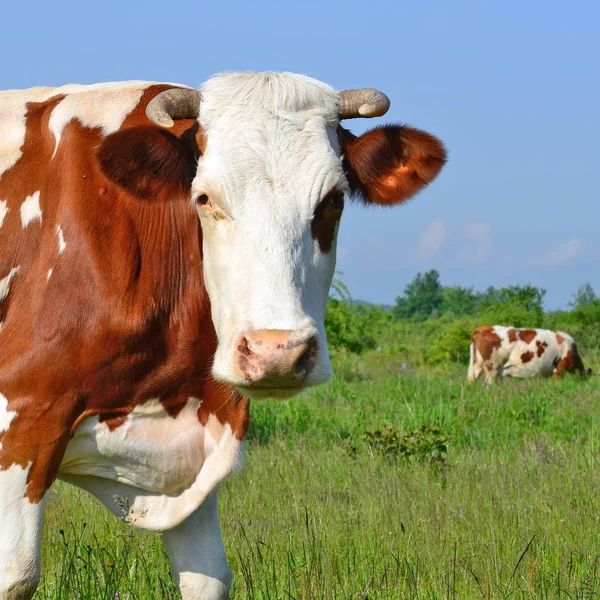 Vaca Pasto Verão — Fotografia de Stock