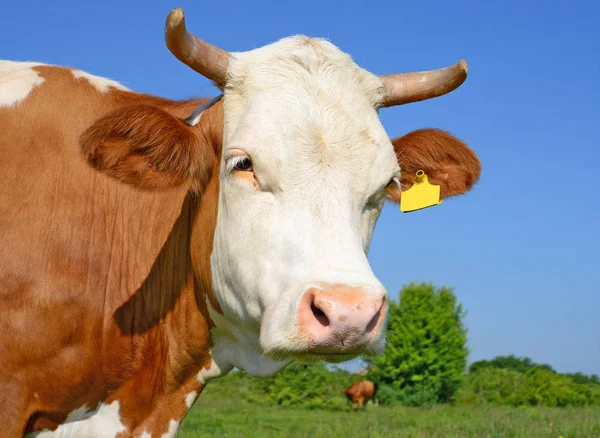 Vache Dans Pâturage Été — Photo