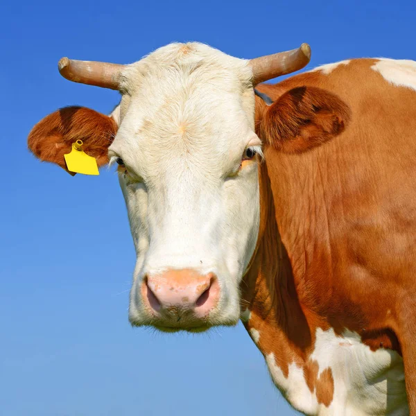 Head Cow Sky — Stock Photo, Image