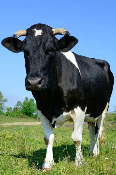 Cow Summer Pasture — Stock Photo, Image