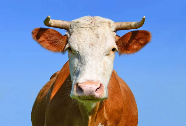 Głowa Krowy Nieba — Zdjęcie stockowe