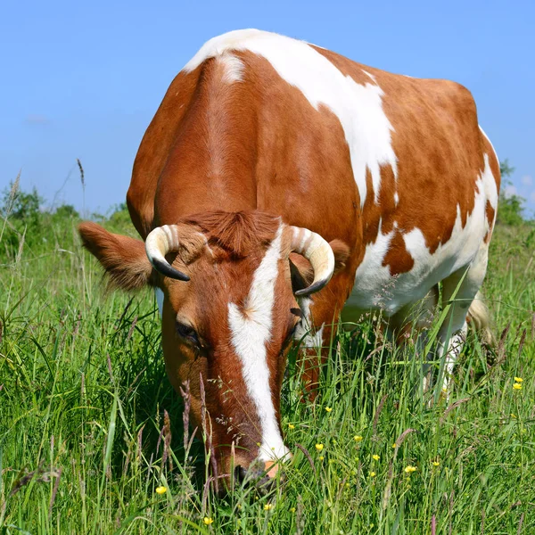 Koe Een Zomerweide — Stockfoto